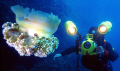 The Jellyfish (Cotyloliza tuberculata) and the Videoghapher.
Nikonos 15 mm+ Ikelite strobe 